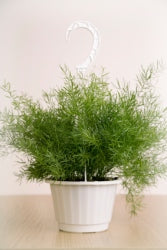 Asparagus densiflorus 'Sprengeri' hanging pot, trailing fern with needle-like foliage, ideal for bright indirect light –