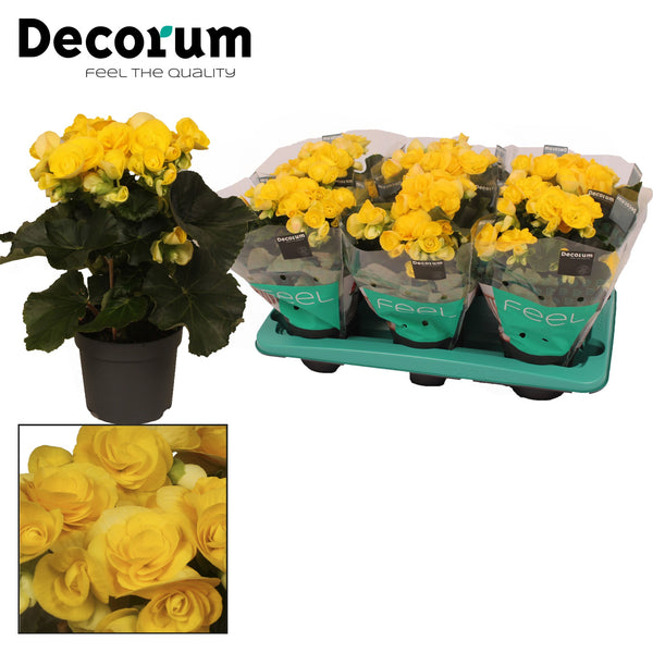 Begonia (EL) 'Rebecca' (yellow) / P14