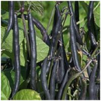 Dwarf Bean Purple Teepee A4-J7 with purple pods turning green when cooked, ideal for May-June sowing - Keans Claremorris