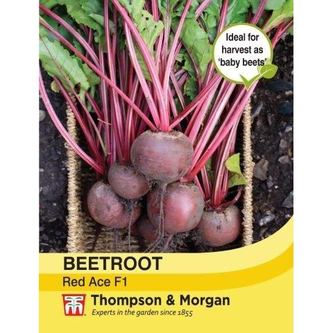Beetroot Red Ace F1 - dark red, round roots, strong hybrid, drought-tolerant, 30cm tall, Keans Claremorris.