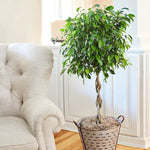 Load image into Gallery viewer, Ficus benjamina &#39;Exotica&#39; braided stem
