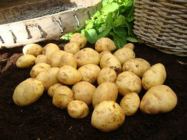 Second Earlies British Queen potatoes 10kg bag, cream skin, floury flesh, ideal for roasting, boiling, mashing – Keans