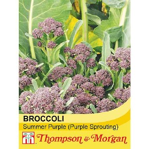 Broccoli Sprouting Summer Purple with vibrant purple heads, high yield, perfect for gardens - Keans Claremorris
