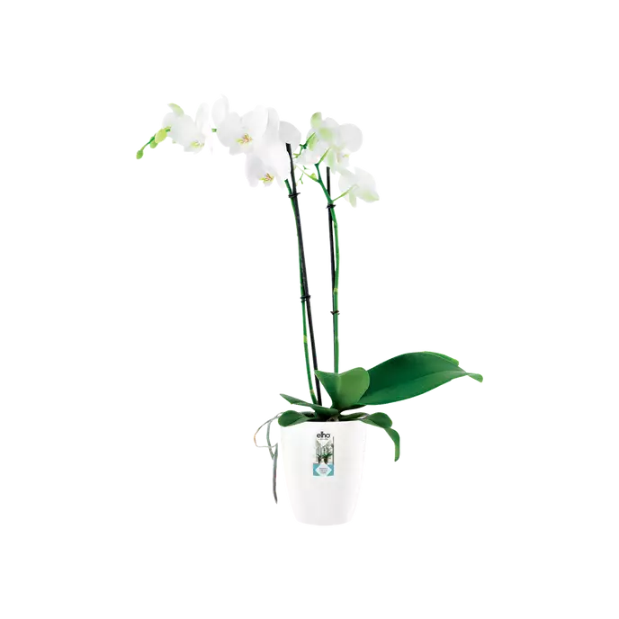 Brussels Diamond Orchid High 12.5Cm White