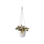 Load image into Gallery viewer, Brussels Hanging Basket 18cm White
