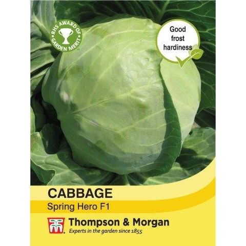 Cabbage Spring Hero F1 - hardy semi-round heads, frost resistant, 30cm tall, ideal for kitchen gardens. Keans Claremorris.