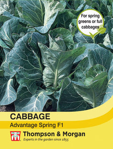 Cabbage Advantage Spring F1