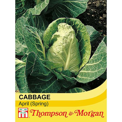 Cabbage April spring variety, bolt-resistant, compact 30cm height, ideal for close planting – available at Keans Claremorris.