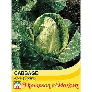 Cabbage April (Spring)