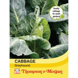 Cabbage Greyhound with early maturing pointed hearts, compact plants, and excellent flavor – Keans Claremorris.