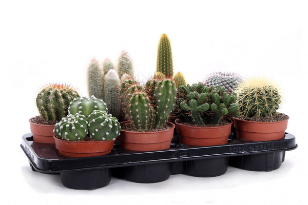 Cactus Canarias mix P12 with Eriocactus, Ferocactus, Pachycereus, Pilocereus varieties – Keans Claremorris.