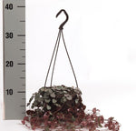 Load image into Gallery viewer, Ceropegia woodii 12cm Hanging Pot
