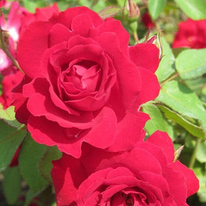 Rosa Champlain 4.5L 04-Rose, Shrub