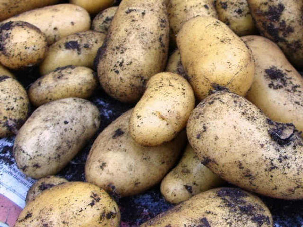 Second Earliers Charlotte 2kg nets of yellow-skinned, waxy new potatoes with creamy flesh, perfect for boiling – Keans