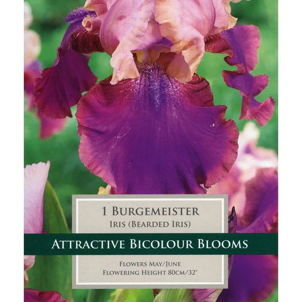 1 Iris Burgemeister