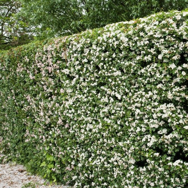 Whitethorn Bareroot Hedge 60-90cm, fully hardy Crataegus monogyna with white flowers, security thorns – Keans Claremorris