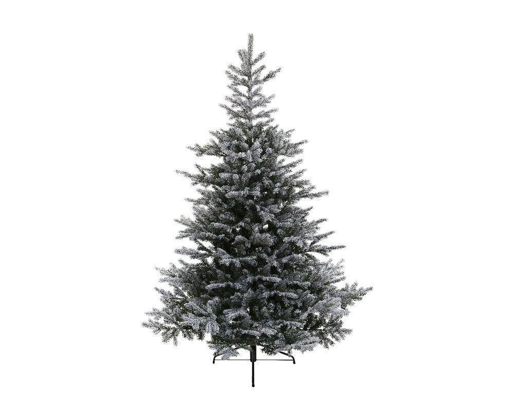 Grandis Fir Snowy Christmas Tree 240cm (8ft) with snowy tips, perfect holiday decor – Keans Claremorris