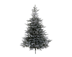 Grandis Fir Snowy Christmas Tree 240cm (8ft) with snowy tips, perfect holiday decor – Keans Claremorris
