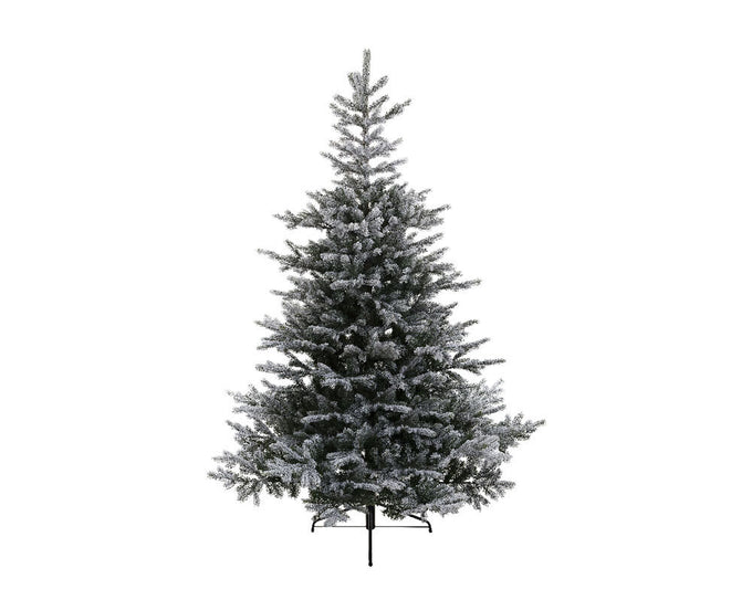 Grandis Fir Snowy Christmas Tree 240cm (8ft) with snowy tips, perfect holiday decor – Keans Claremorris