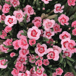 Dianthus 'Peach Party' mini carnation with apricot flowers and red eye, scented, hardy, in P10.5 pot – Keans Claremorris.