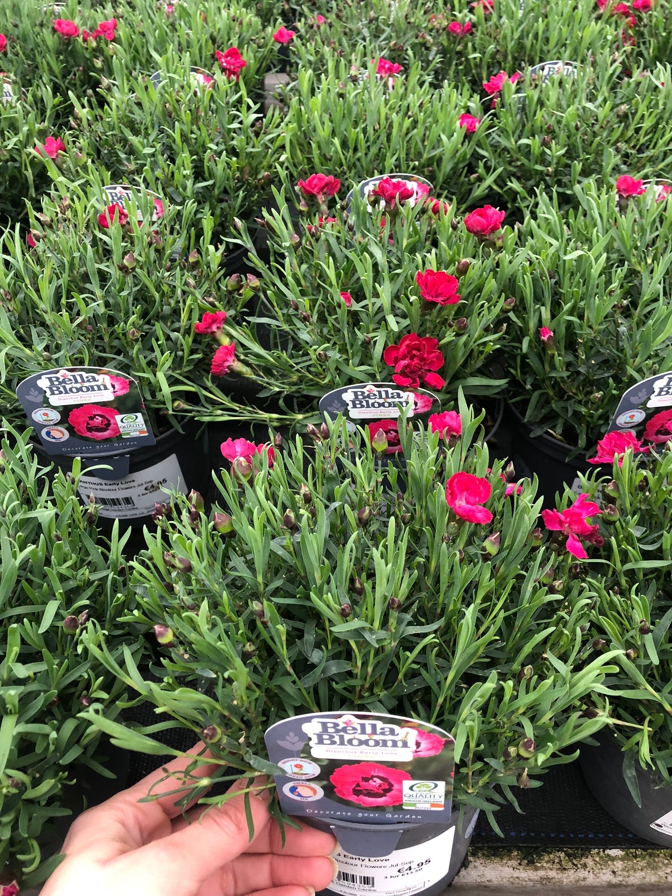 Dianthus Early Love 1L