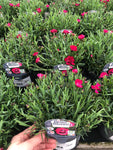 Load image into Gallery viewer, Dianthus Early Love 1L
