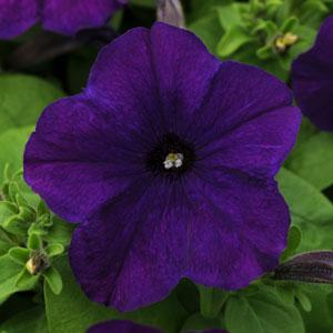SUMMER BEDDING PLANTS 6 PACK - Purple Petunia flowers, brightens pots and borders, blooms all summer, Keans Claremorris