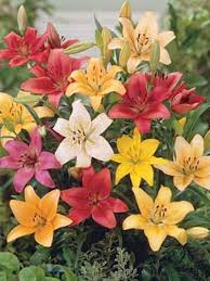 Lily Asiatic Hybrids Pack of 10 Bulbs