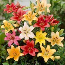 Lily Asiatic Hybrids Pack 10