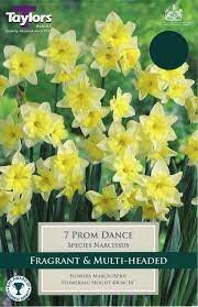 7 Narcissus Prom Dance 10-12