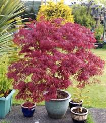 Acer Palmatum 'Garnet' Weeping Japanese Maple 10L pot, garnet leaves turning scarlet, compact tree, Keans Claremorris