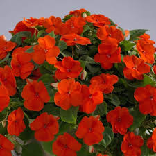 Summer Bedding Plants 6 Pack - Bizzie Lizzie Orange