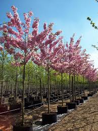 Cherry Blossom Tree - Prunus Serr "Kanzan" 10Ltr 9X9