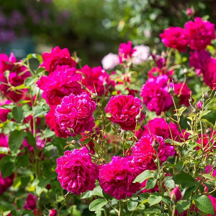 Rosa 'Thomas A. Beckett' David Austin Shrub Rose 6L pot, fragrant pink blooms – Keans Claremorris
