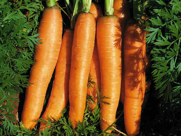 10g Carrot Early Nantes Seed