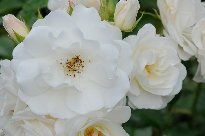 White floribunda rose 'Iceberg' with medium blooms, ideal for hedges or borders. Available at Keans Claremorris.