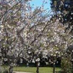 Load image into Gallery viewer, Prunus Shirotae 9X9
