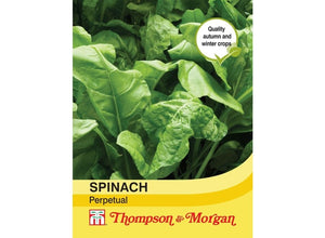 Spinach Perpetual