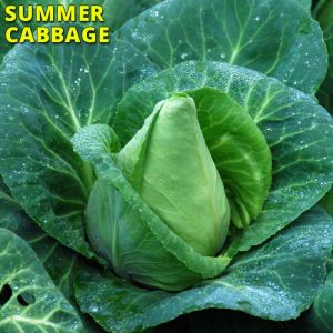 10g Greyhound cabbage seeds for high-yield, reliable crops, perfect for cooking or fresh eating – Keans Claremorris