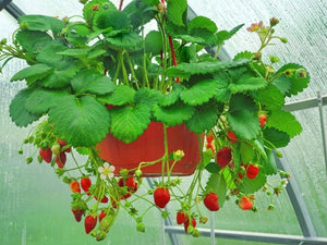 Strawberry Hanging Basket 23cm