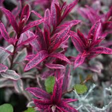 Hebe Magicolors Magic Summer 2L shrub with lavender-blue flowers, grey-green leaves, 0.7m size, from Keans Claremorris