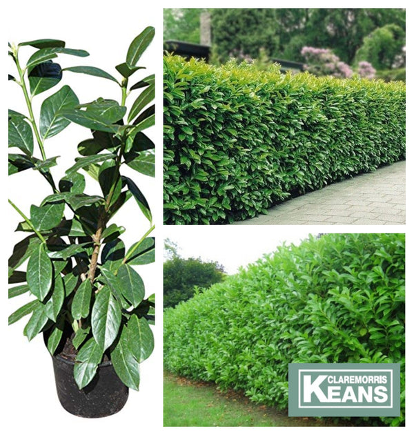 Prunus laur. 'Rotundifolia'- Cherry Laurel - KeansClaremorris