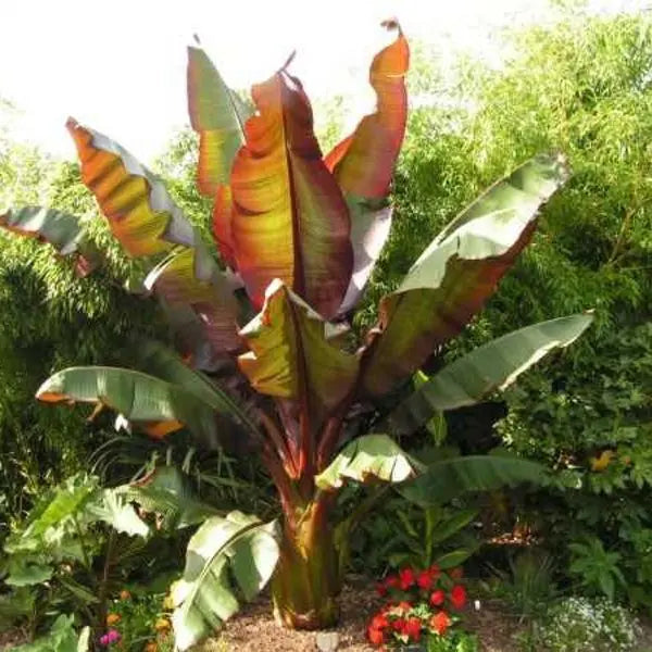 Ensete Maurelii banana plant, frost tender, ideal for exotic gardens, pot or ground grown, from Keans Claremorris.