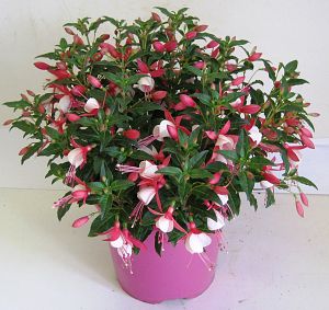 Patio Fuchsia Pot 23cm with vibrant summer flowers, ideal for containers and borders, frost protection recommended – Keans