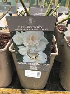 Rosa Harkness Wedding Day Floribunda