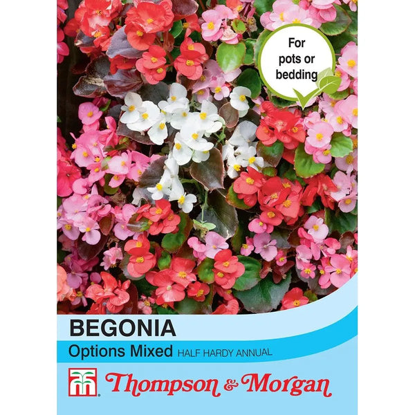 Begonia Semperflorens Options Mixed  D12-M3