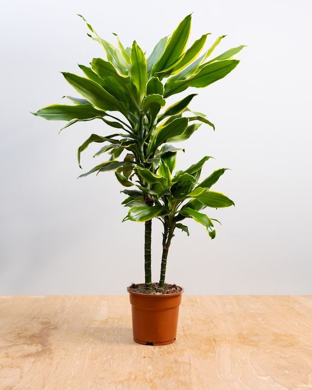 Dracaena frag. 'Lemon Lime' with vibrant green and yellow striped leaves, air-purifying tropical houseplant – Keans