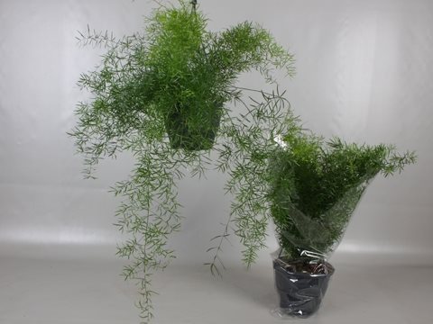 Asparagus Fern Sprengeri lush green foliage plant, perfect for indoor decor – available at Keans Claremorris.