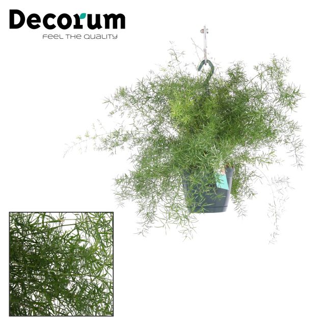 Asparagus Fern Sprengeri plant with lush green foliage, perfect for indoor decor – available at Keans Claremorris.