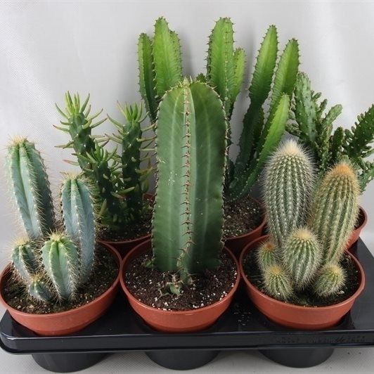 Cactus Column mix in 12cm pot, random selection - Keans Claremorris succulent plant for indoor decor
